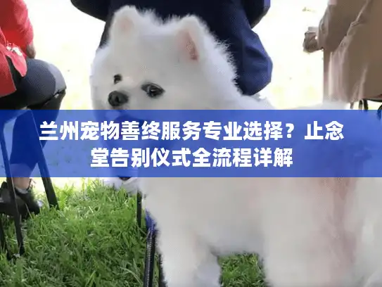 兰州宠物善终服务专业选择？止念堂告别仪式全流程详解