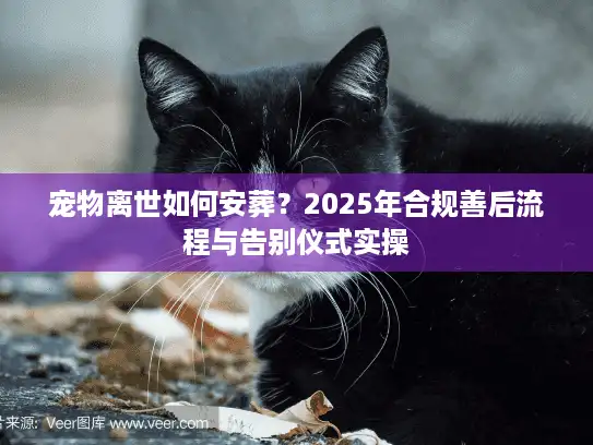 宠物离世如何安葬？2025年合规善后流程与告别仪式实操