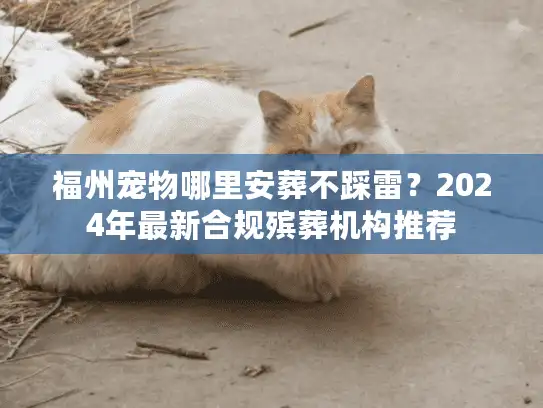 福州宠物哪里安葬不踩雷？2024年最新合规殡葬机构推荐