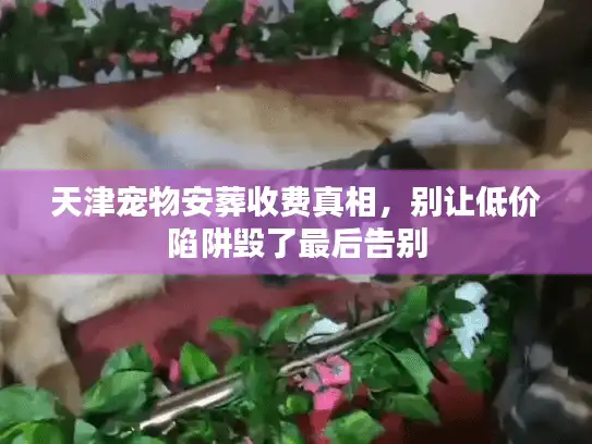 天津宠物安葬收费真相，别让低价陷阱毁了最后告别