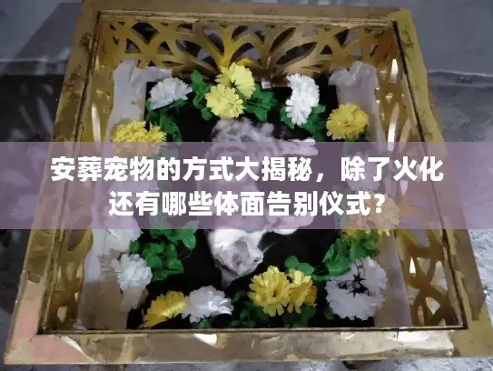 安葬宠物的方式大揭秘，除了火化还有哪些体面告别仪式？