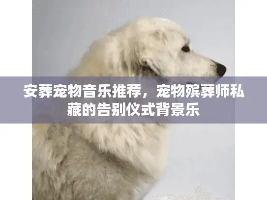 安葬宠物音乐推荐，宠物殡葬师私藏的告别仪式背景乐