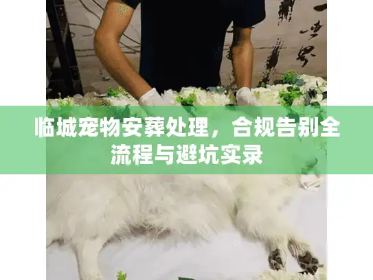临城宠物安葬处理，合规告别全流程与避坑实录