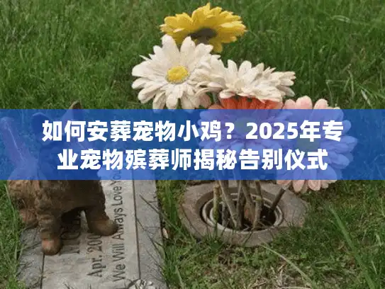 如何安葬宠物小鸡？2025年专业宠物殡葬师揭秘告别仪式