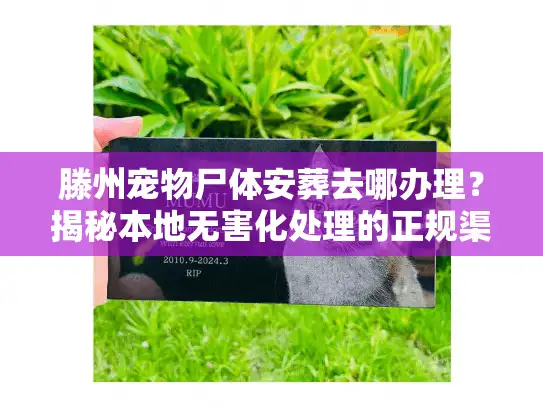 滕州宠物尸体安葬去哪办理？揭秘本地无害化处理的正规渠道与价格