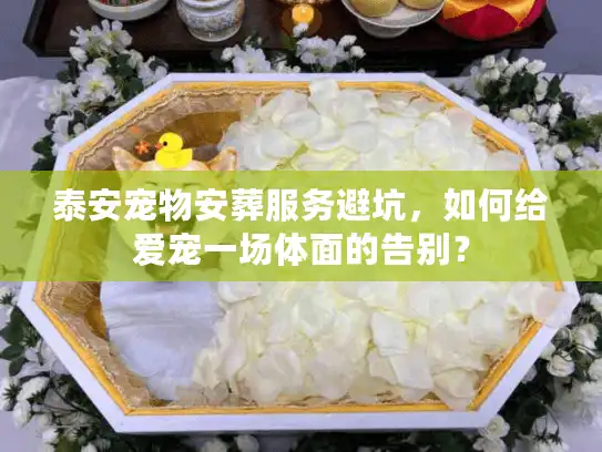 泰安宠物安葬服务避坑，如何给爱宠一场体面的告别？