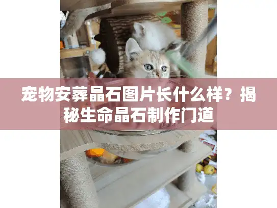 宠物安葬晶石图片长什么样？揭秘生命晶石制作门道