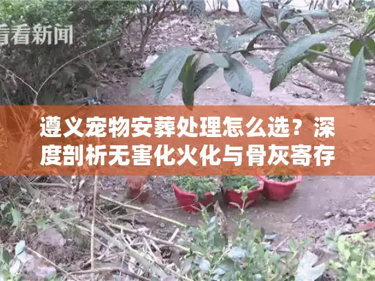 遵义宠物安葬处理怎么选？深度剖析无害化火化与骨灰寄存