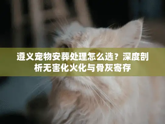 遵义宠物安葬处理怎么选？深度剖析无害化火化与骨灰寄存