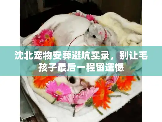 沈北宠物安葬避坑实录，别让毛孩子最后一程留遗憾