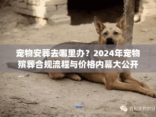 宠物安葬去哪里办？2024年宠物殡葬合规流程与价格内幕大公开