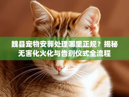 魏县宠物安葬处理哪里正规？揭秘无害化火化与告别仪式全流程