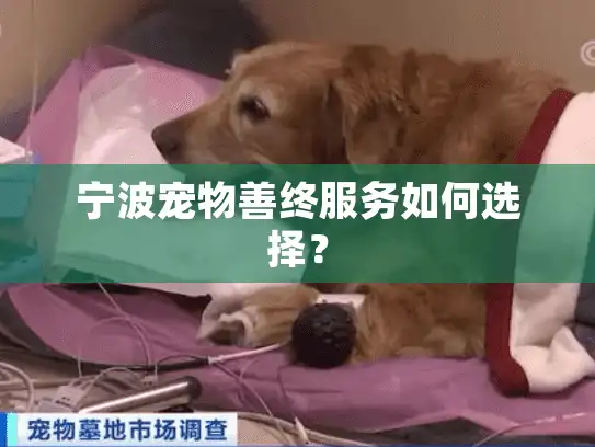 宁波宠物善终服务如何选择？