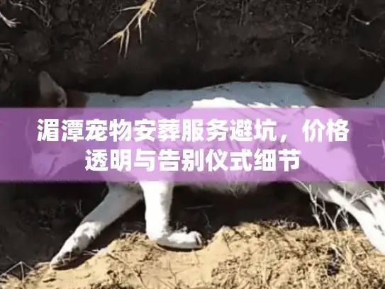 湄潭宠物安葬服务避坑，价格透明与告别仪式细节
