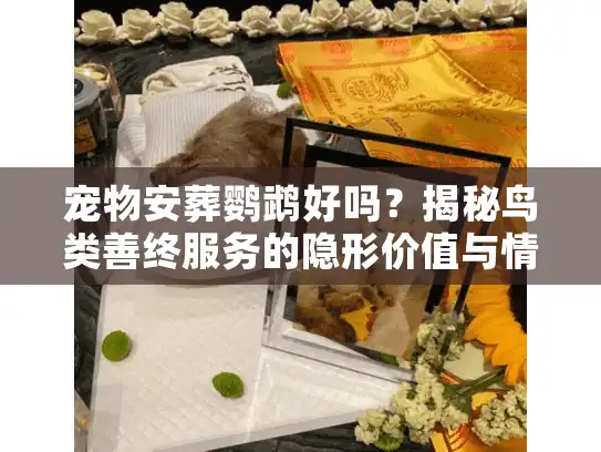 宠物安葬鹦鹉好吗？揭秘鸟类善终服务的隐形价值与情感闭环