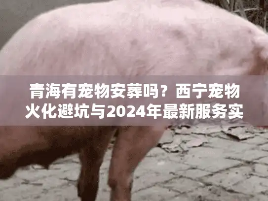 青海有宠物安葬吗？西宁宠物火化避坑与2024年最新服务实测