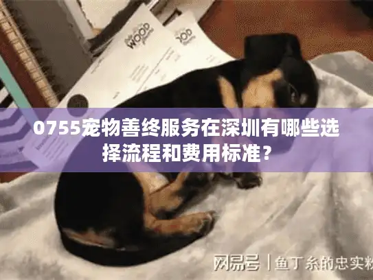 0755宠物善终服务在深圳有哪些选择流程和费用标准？