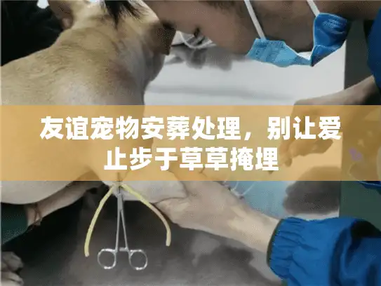 友谊宠物安葬处理，别让爱止步于草草掩埋