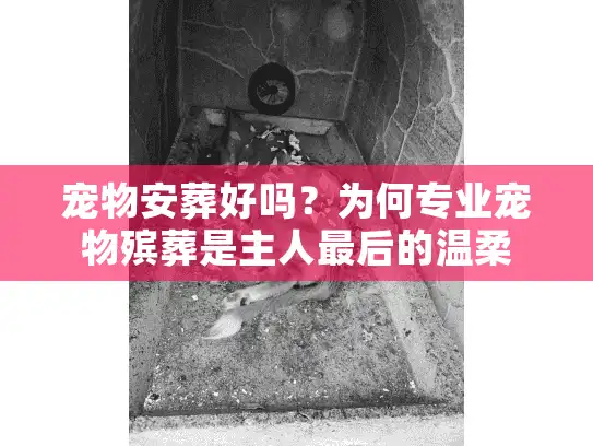 宠物安葬好吗？为何专业宠物殡葬是主人最后的温柔