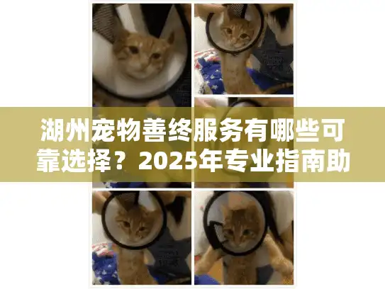湖州宠物善终服务有哪些可靠选择？2025年专业指南助你告别爱宠