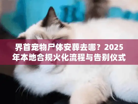 界首宠物尸体安葬去哪？2025年本地合规火化流程与告别仪式避坑细节