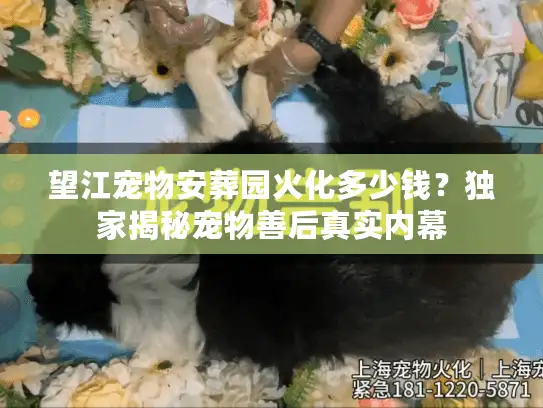 望江宠物安葬园火化多少钱？独家揭秘宠物善后真实内幕