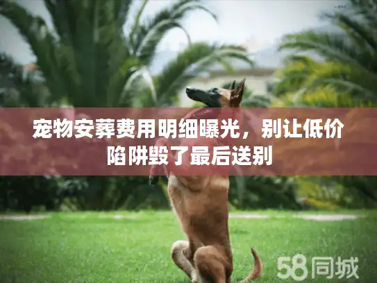 宠物安葬费用明细曝光，别让低价陷阱毁了最后送别