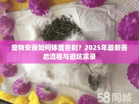 宠物安葬如何体面告别？2025年最新善后流程与避坑实录