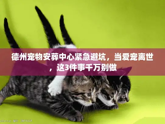 德州宠物安葬中心紧急避坑，当爱宠离世，这3件事千万别做