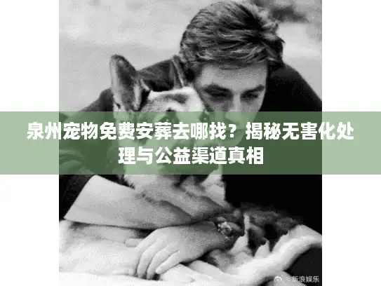 泉州宠物免费安葬去哪找？揭秘无害化处理与公益渠道真相