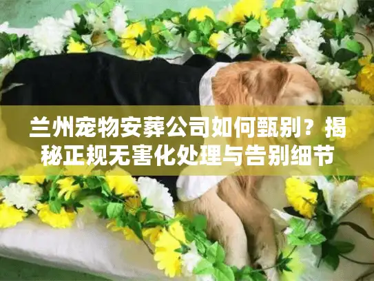 兰州宠物安葬公司如何甄别？揭秘正规无害化处理与告别细节