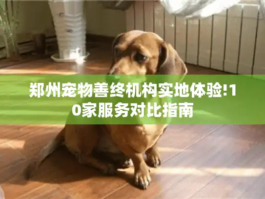 郑州宠物善终机构实地体验!10家服务对比指南