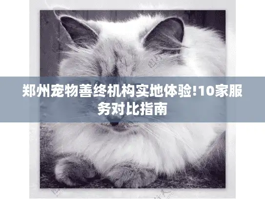郑州宠物善终机构实地体验!10家服务对比指南