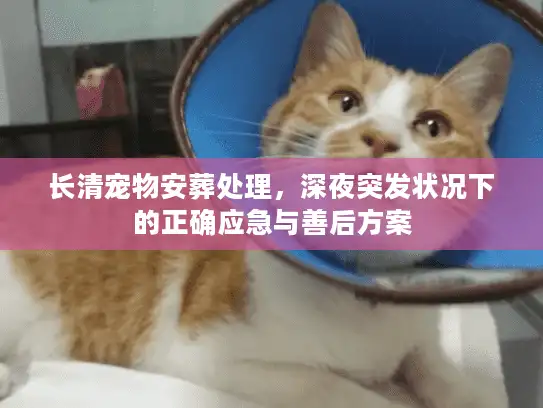 长清宠物安葬处理，深夜突发状况下的正确应急与善后方案
