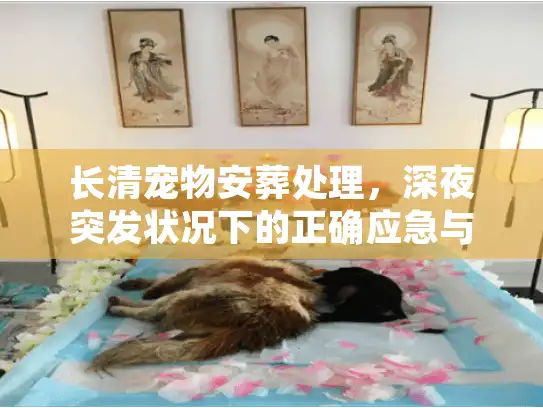 长清宠物安葬处理，深夜突发状况下的正确应急与善后方案