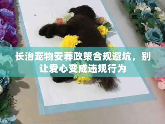 长治宠物安葬政策合规避坑，别让爱心变成违规行为