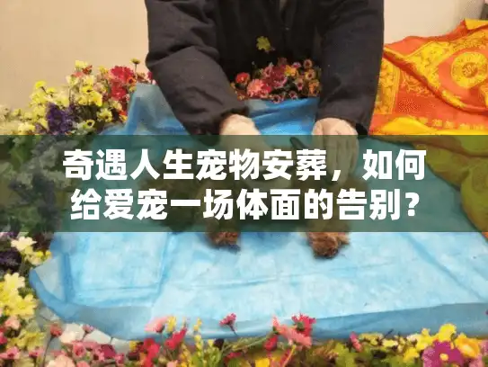 奇遇人生宠物安葬，如何给爱宠一场体面的告别？