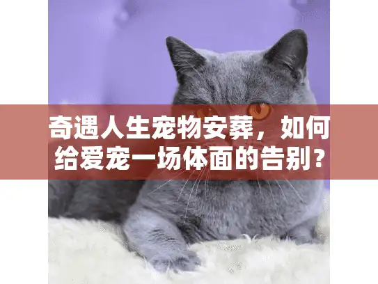 奇遇人生宠物安葬，如何给爱宠一场体面的告别？