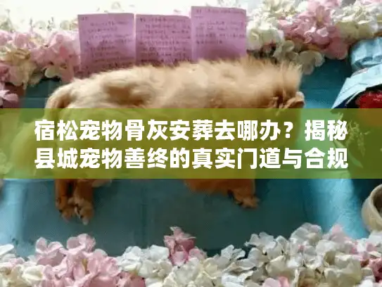 宿松宠物骨灰安葬去哪办？揭秘县城宠物善终的真实门道与合规流程