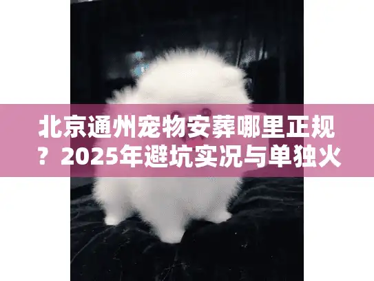 北京通州宠物安葬哪里正规？2025年避坑实况与单独火化全解析
