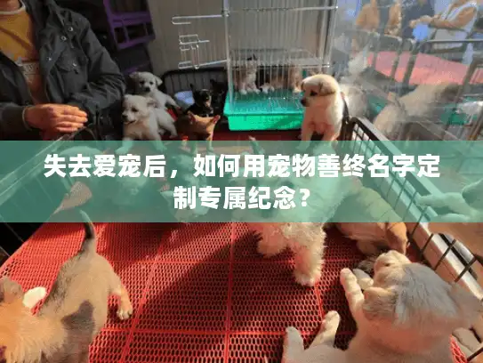 失去爱宠后，如何用宠物善终名字定制专属纪念？