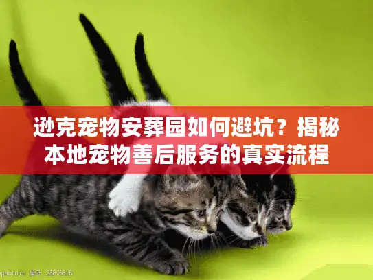 逊克宠物安葬园如何避坑？揭秘本地宠物善后服务的真实流程