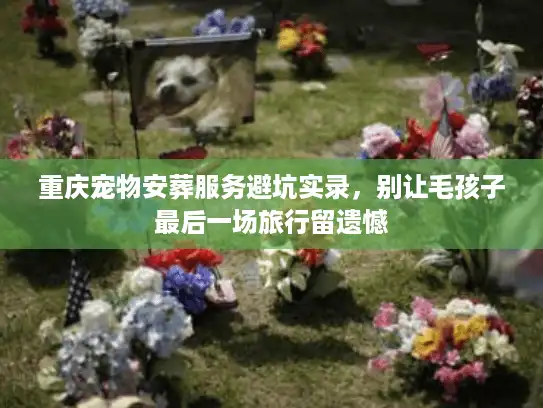 重庆宠物安葬服务避坑实录，别让毛孩子最后一场旅行留遗憾