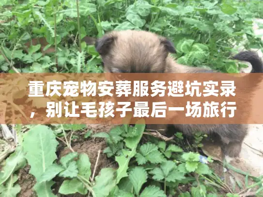 重庆宠物安葬服务避坑实录，别让毛孩子最后一场旅行留遗憾