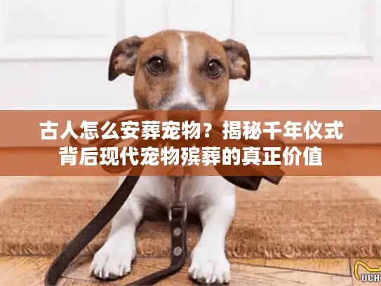 古人怎么安葬宠物？揭秘千年仪式背后现代宠物殡葬的真正价值