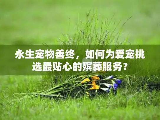 永生宠物善终，如何为爱宠挑选最贴心的殡葬服务？