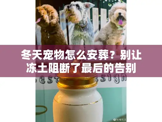 冬天宠物怎么安葬？别让冻土阻断了最后的告别