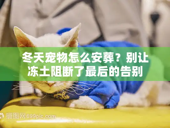 冬天宠物怎么安葬？别让冻土阻断了最后的告别