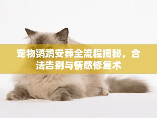 宠物鹦鹉安葬全流程揭秘，合法告别与情感修复术