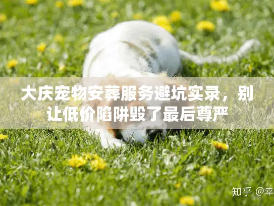 大庆宠物安葬服务避坑实录，别让低价陷阱毁了最后尊严
